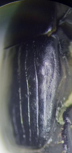 Margarinotus ignobilis